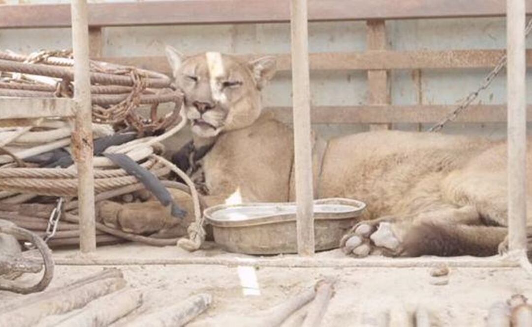 Foto: Animal Defenders International