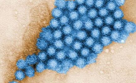 Más de 140 mil especies de virus viven en nuestro intestino, según expertos