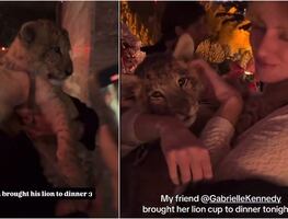 Exhiben a cachorro león en plena fiesta privada en Polanco y genera polémica en redes sociales