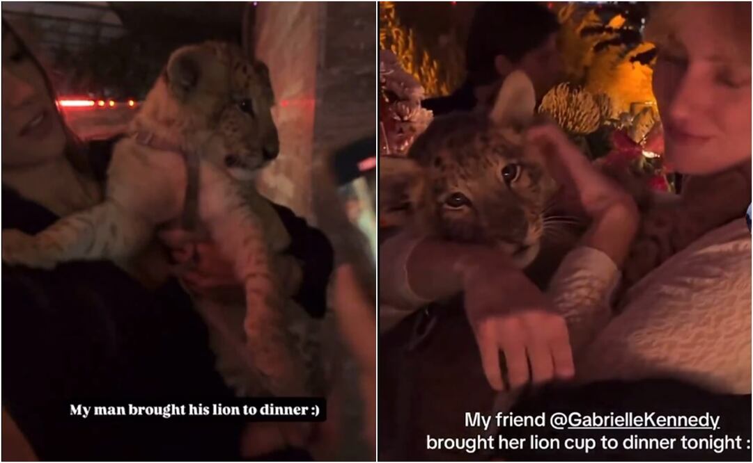 En los videos se aprecia al cachorro ser el centro de atención en medio de un evento, mientras una mujer lo sostiene. Foto: Instagram. @lucianoscalioni