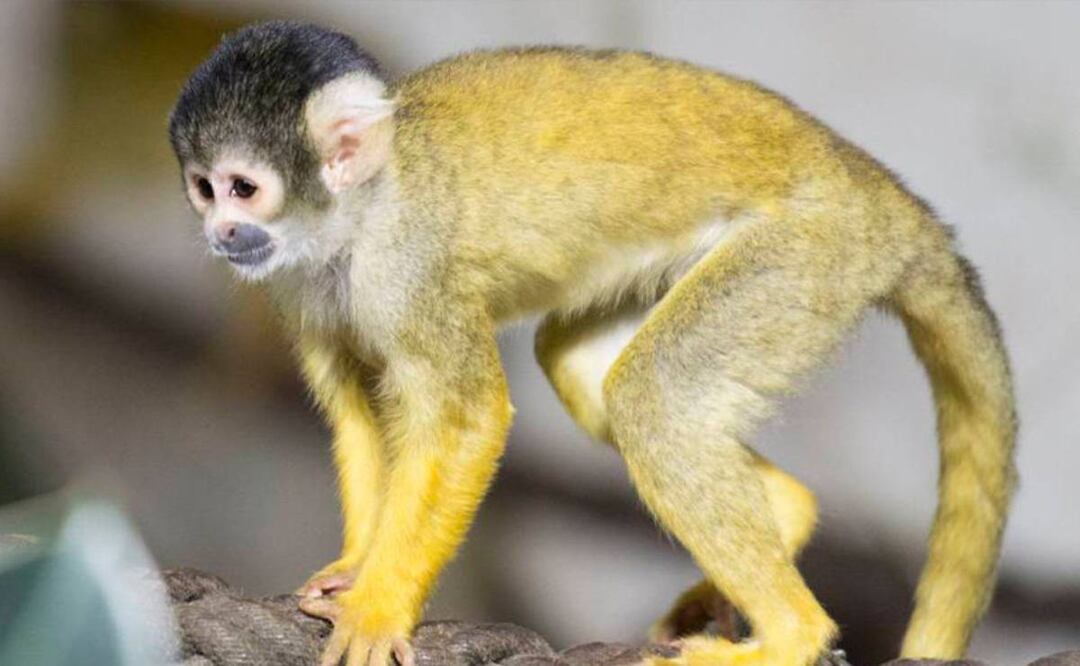 Foto: Archivo EFE/El Universal