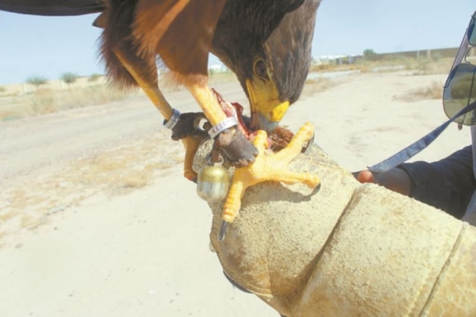 Cetrería, el oficio poco conocido