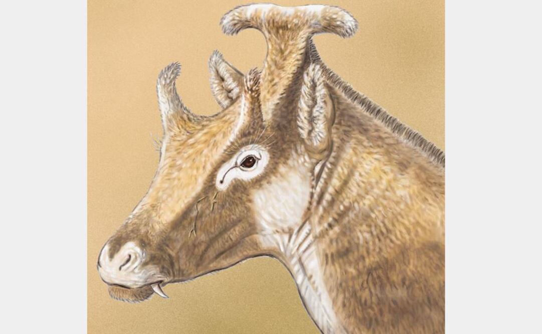 Los paleomerícidos fueron unos rumiantes ya extinguidos que vivieron en Europa y Asia desde el Mioceno Medio hasta el Mioceno Superior. Foto: Plos One