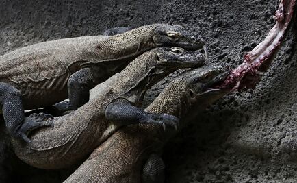 Muestran por primera vez el genoma del dragón de Komodo