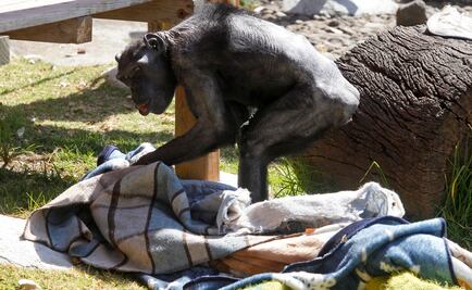 Ante frío, también dan cobijas a animales de zoológico