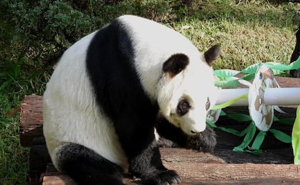 Por fiestas decembrinas, la panda gigante Xin Xin recibe un árbol de Navidad 