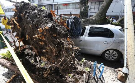 Caen 420 árboles por viento en CDMX