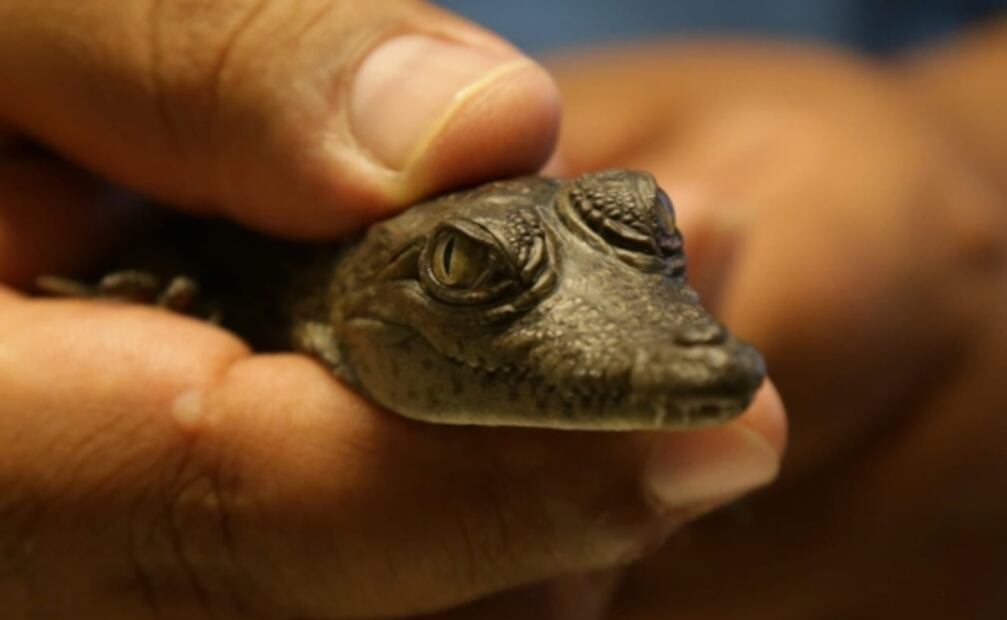 Rescatan a tortuga pavorreal y caimán bebé que iban a ser vendidos en tianguis de Ecatepec