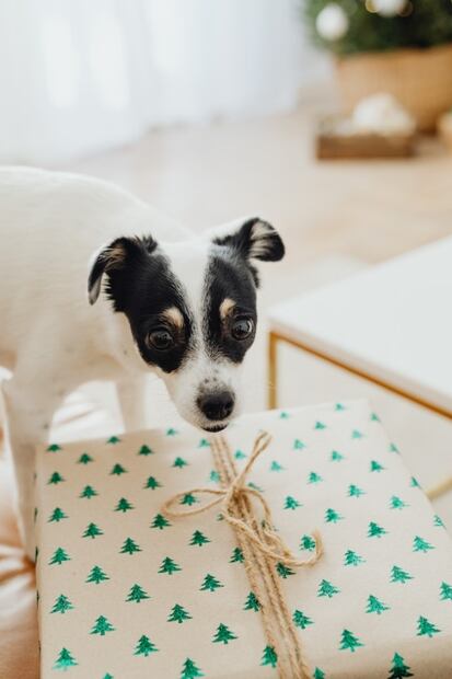 Regalos de Navidad con mucho estilo para tu perro