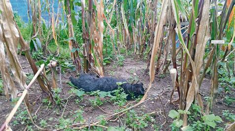 Envenenan a al menos 80 perros y gatos en dos estados