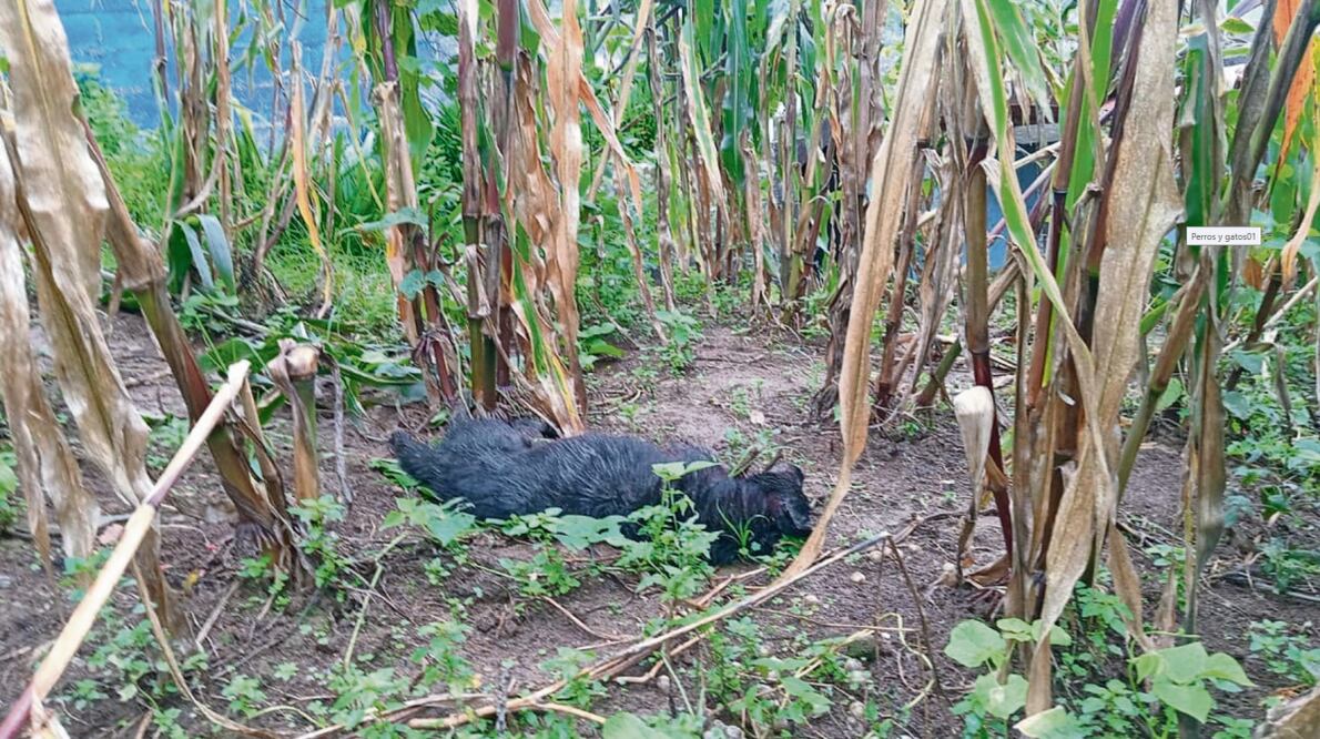Presuntamente se utilizaron croquetas con veneno para ocasionar la muerte de perros y gatos. Foto: Especial
