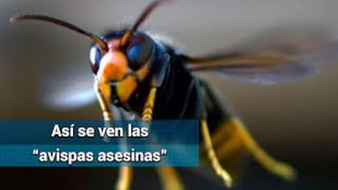 Así son las "avispas asesinas" que causan alarma en EU