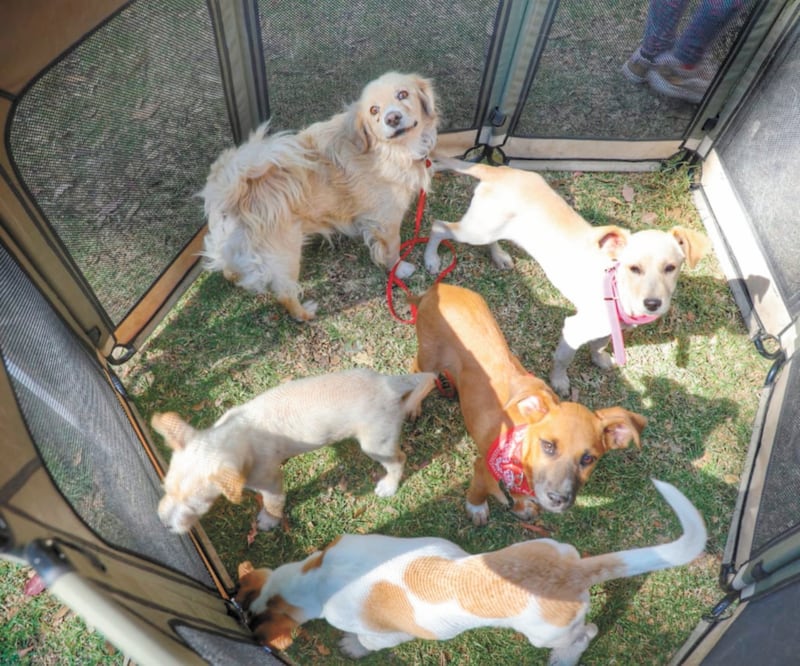 Las multas para quienes comercialicen animales en Naucalpan alcanzan hasta los 4 mil 344 pesos y 36 horas de arresto. CORTESÍA