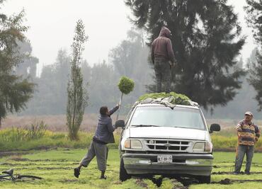 Ellos cultivan los romeritos que comes en Navidad