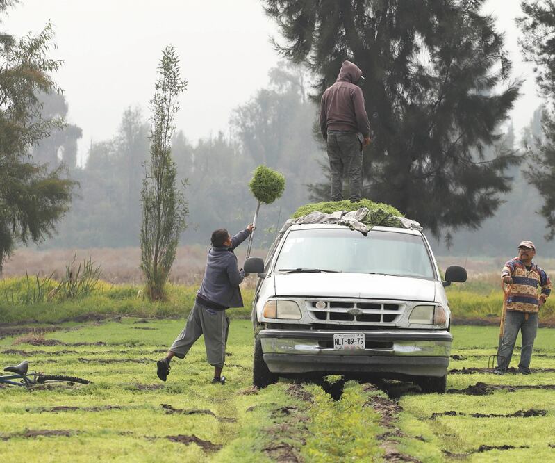 Aunque la producción de la planta es vasta, no garantiza que toda se venda, debido a que el consumo del tradicional platillo es cada vez menor. Fotos: BERENICE FREGOSO. EL UNIVERSAL