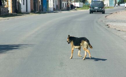 Perro descubre cadáver de recién nacido dentro de una bolsa en Naucalpan
