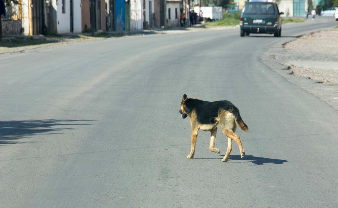 Instinto. Al olfatear el envoltorio abandonado, el animal descubrió el cuerpo. Foto: Archivo