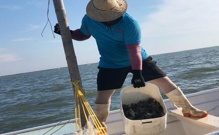 Escasez de camarón en Sinaloa afecta la temporada: pescadores 