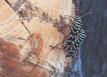 Escarabajo ambrosia del laurel rojo: un insecto difícil de detectar