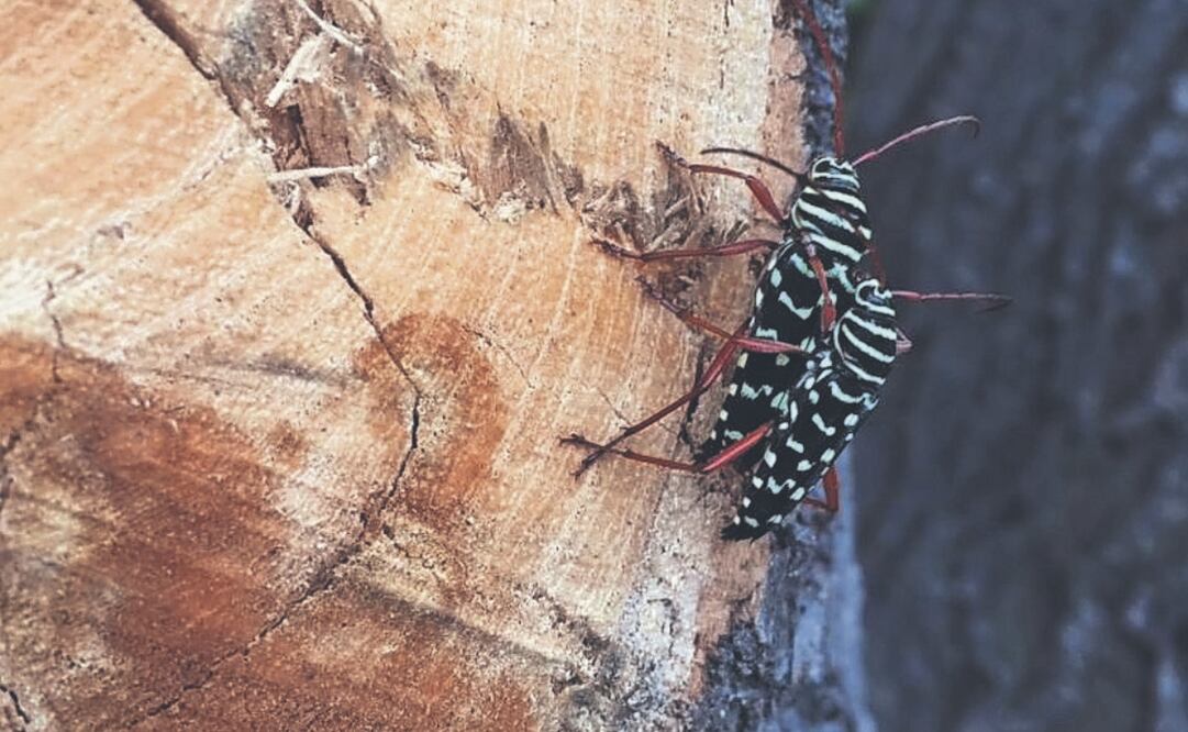 El escarabajo causa daños significativos a los árboles. Foto Especial