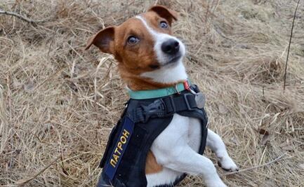 Patron, condecorado por Ucrania al detectar 200 explosivos