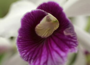 Así es como las flores revolucionaron la vida en el planeta Tierra