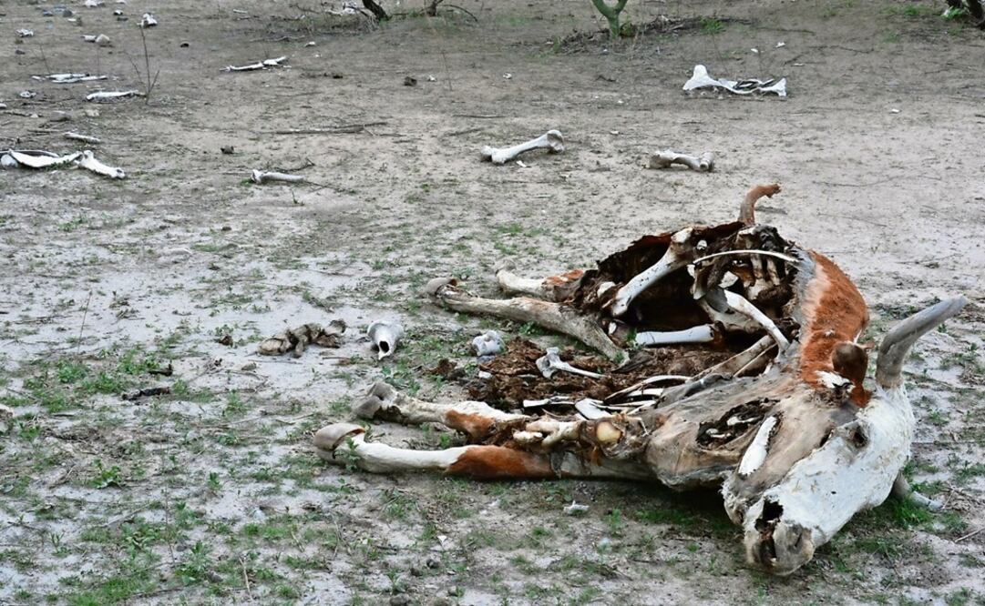 Grupo Mexico spilled 40 million liters of toxic substances in Sonora back in 2014 - Photo: Amalia Escobar/EL UNIVERSAL