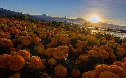 Cempasúchil llena de vida a Xochimilco