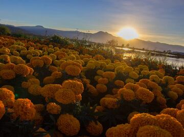 Cempasúchil llena de vida a Xochimilco