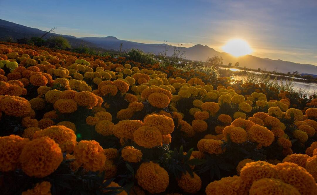 Un mejor horizonte para la venta de Cempasúchil en Xochimilco. Fotos: Brenda Martínez/ EL UNIVERSAL.