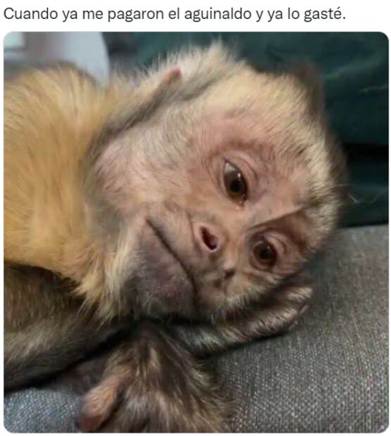 Bad Bunny en el Zócalo, la llegada del aguinaldo y la final del Mundial Qatar 2022, en los memes de la semana