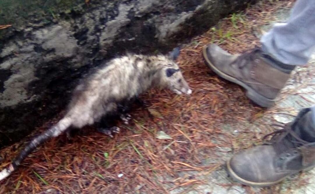 Fotografía publicada por Rescate Tlacuache-RETA