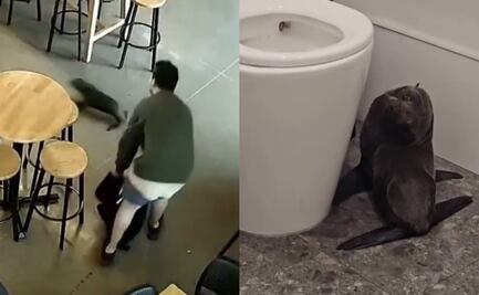VIDEO: ¡Cliente inesperado! Foca entra "tambaleándose" en un bar en Nueva Zelanda