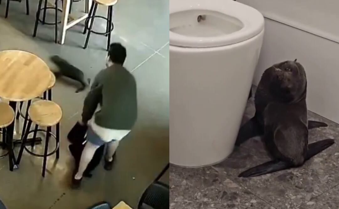 Una cría de foca, aparentemente perdida, entró "tambaleándose" en un bar. Foto: Captura de video X @AP