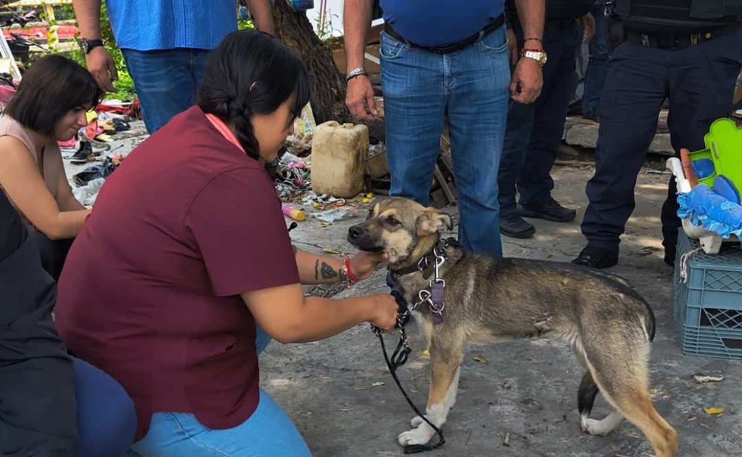 Alcaldía Cuauhtémoc atiende reporte de maltrato animal en Buenavista; valoran a tres perros. Foto: Especial