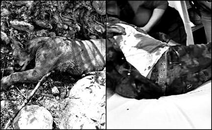 En Tamaulipas, campesino lucha a muerte contra un puma… ¡Y lo vence!