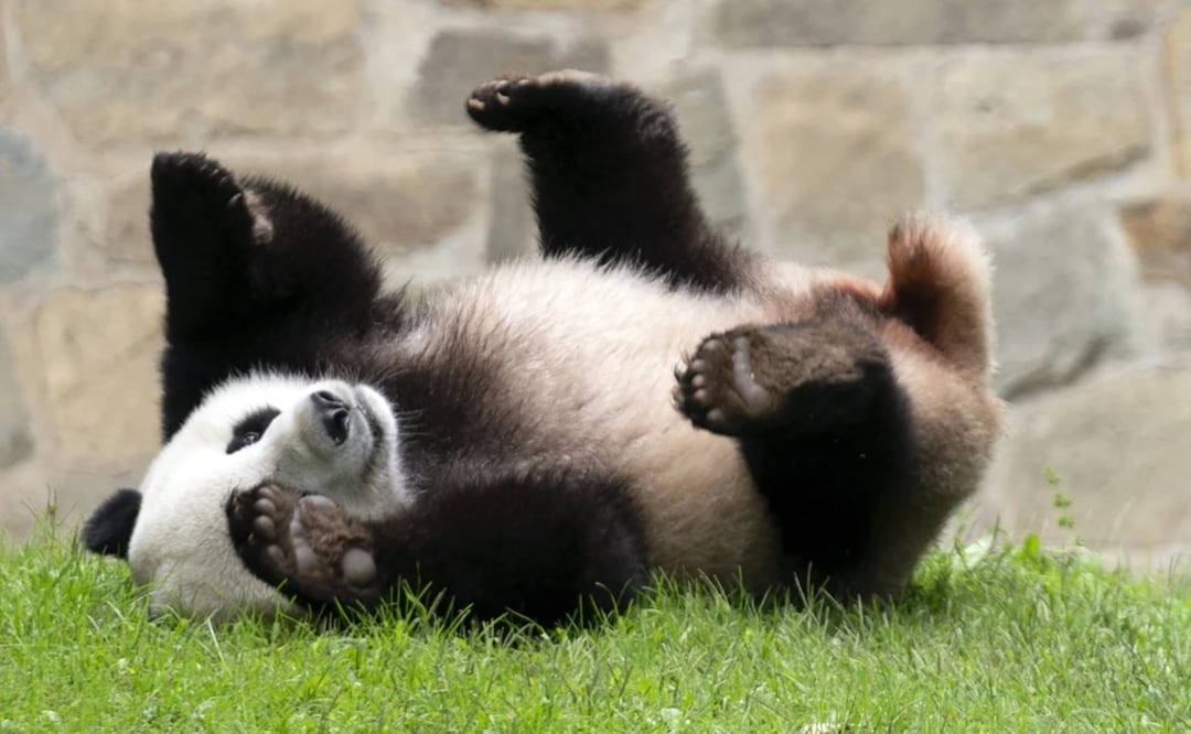 El panda gigante Xiao Qi Ji juega en su recinto en el Zoo Nacional Smithsonian en Washington, el 28 de septiembre de 2023. Foto: AP