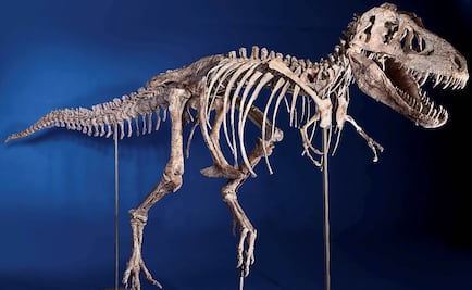 Exponen fósil de un dinosaurio del Jurásico