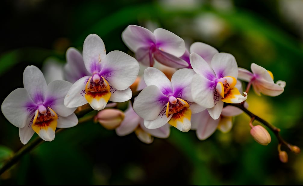Las orquídeas frecuentemente son usadas para la decoración de interiores. Foto: Canva