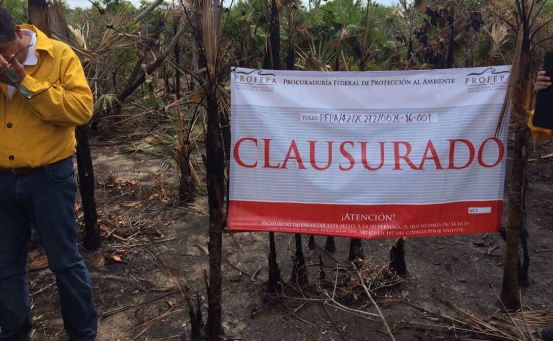 Incendio en Holbox fue provocado, dice Profepa