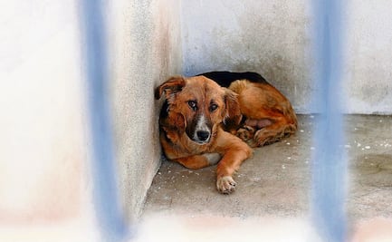 Promueven iniciativa de ley para bienestar de los animales