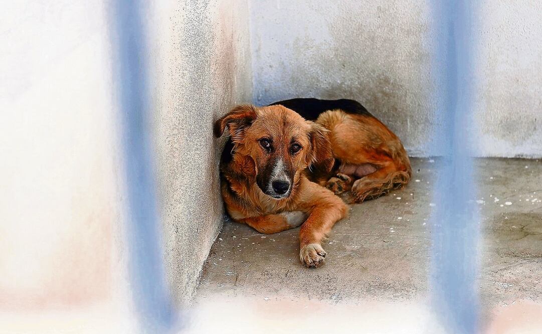La iniciativa promueve dar a los animales protección, atención médica y un lugar habitable. Foto: Archivo | El Universal