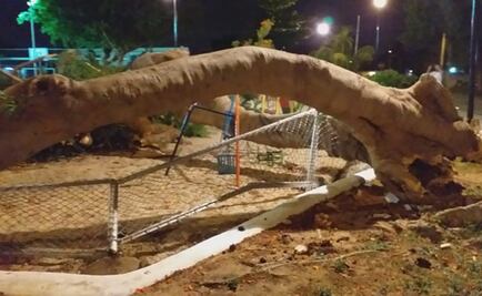 Cae rama y lesiona a cinco menores que jugaban en parque de Mérida