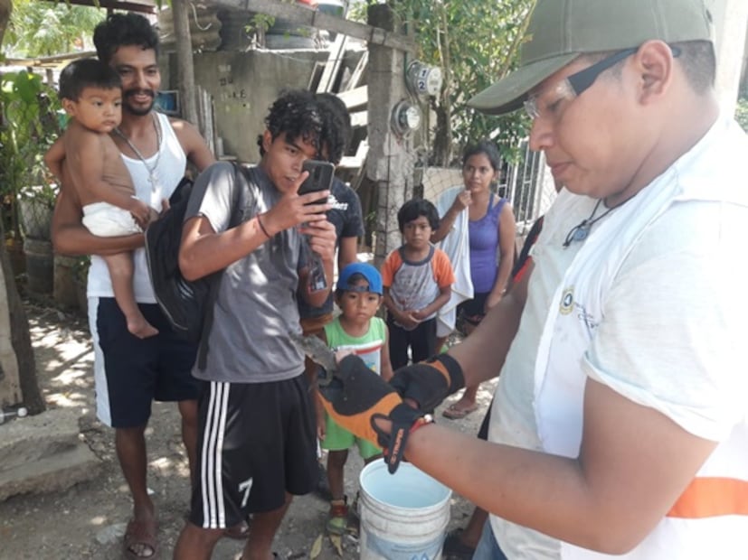 Rescatan a cría de cocodrilo en Tuxtla Gutiérrez, Chiapas