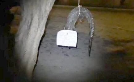 Encuentran cuerpo de cocodrilo colgado de un árbol en Puerto Vallarta