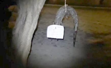 Encuentran cuerpo de cocodrilo colgado de un árbol en Puerto Vallarta