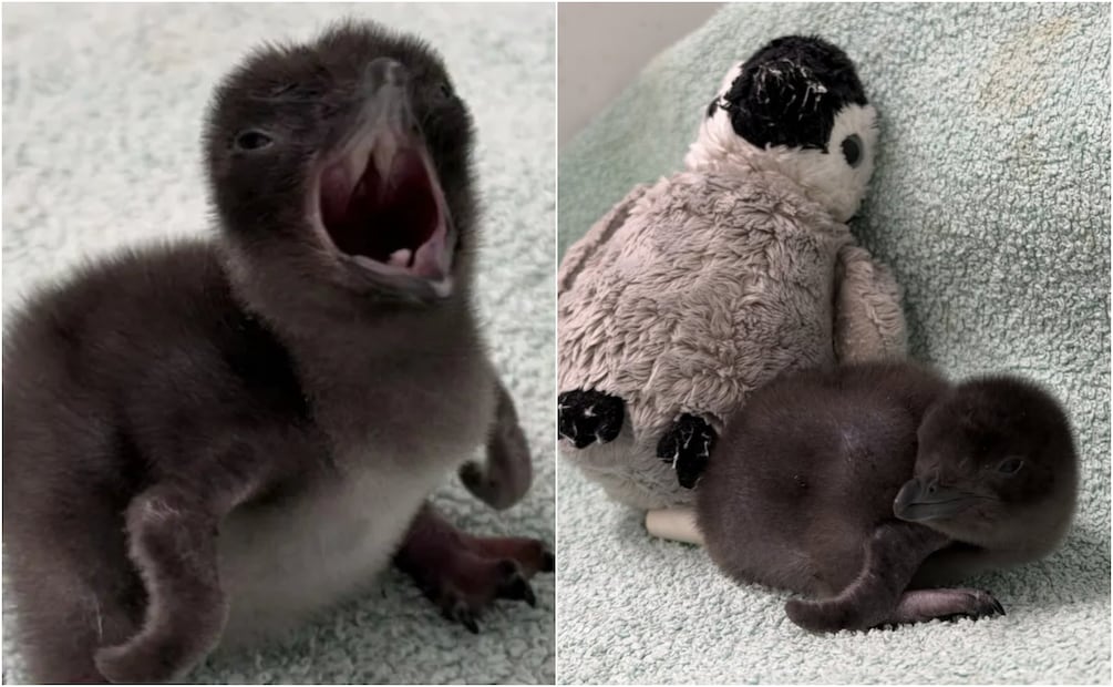 Este es Henry, un pichón de pingüino hada que nació en un acuario en Inglaterra. Foto: X