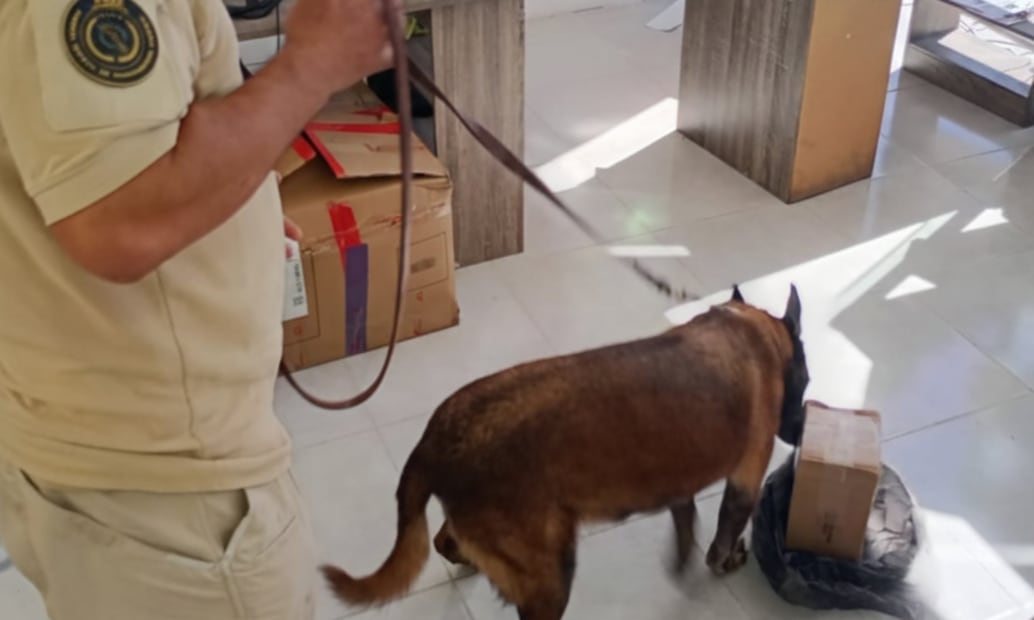 Un binomio canino k9 llamado “Betty” identificó un paquete con dosis de droga en BCS. Foto: Especial.