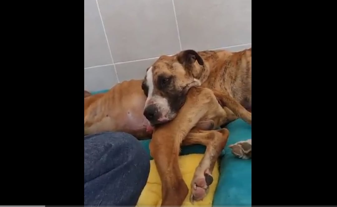 Foto: captura de video @LetyVarela