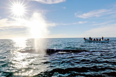 Ballena gris. A la baja, cifra de avistamientos